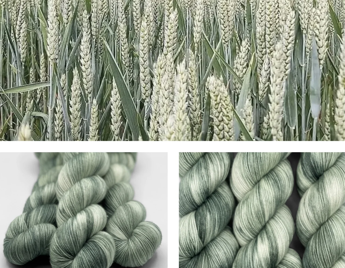 Green of Wheat